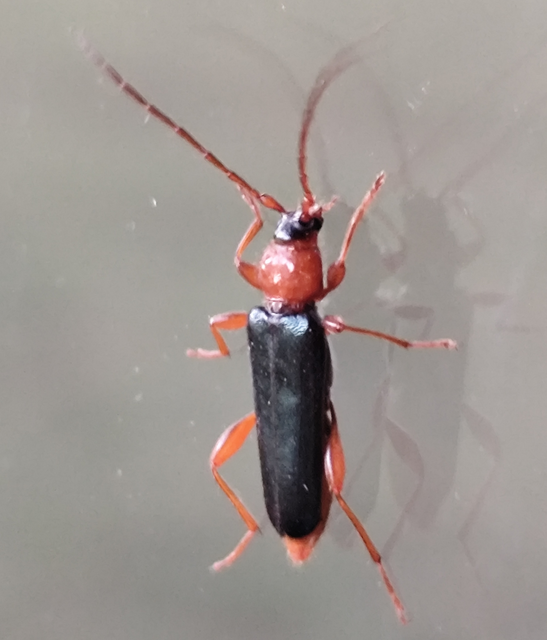 Phymatodes testaceus - változékony korongcincér