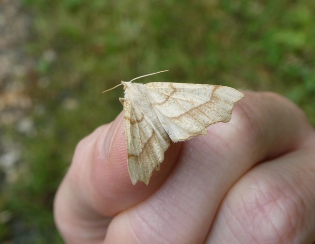 Ennomos quercinaria - tölgyfa-levélaraszoló