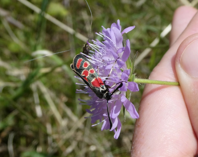 Zygaena carniolica - fehérgyűrűs csüngőlepke