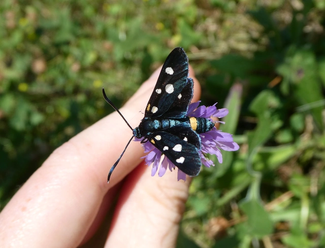 Zygaena ephialtes - változékony csüngőlepke