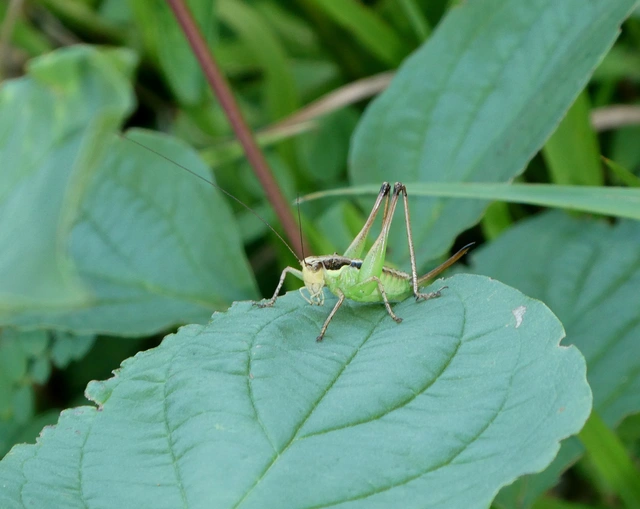Pachytrachis gracilis - karcsú szöcske
