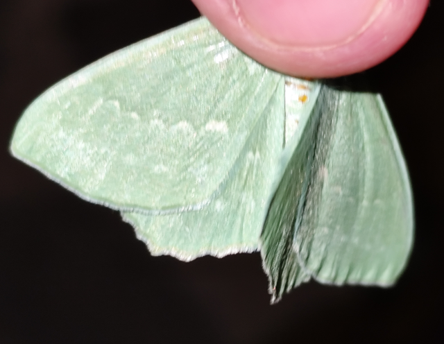 Geometra papilionaria - nagy zöldaraszoló