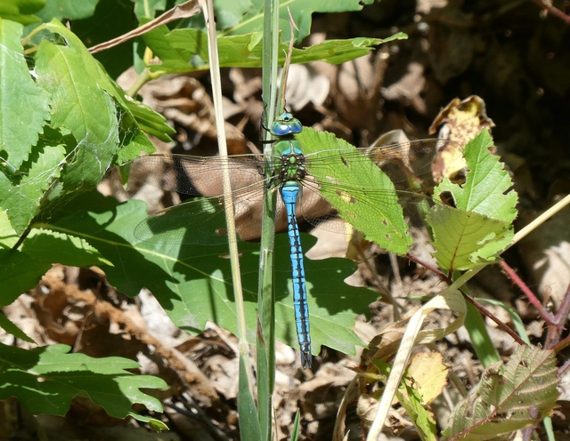Anax imperator - zöld óriásacsa