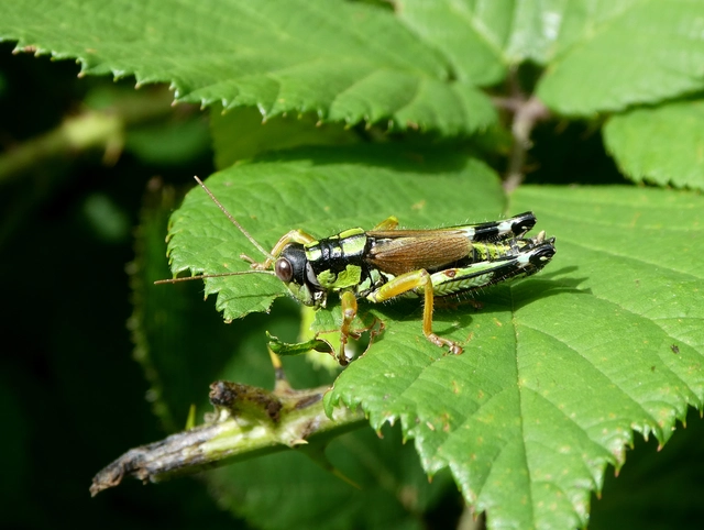 Miramella alpina - alpesi sáska