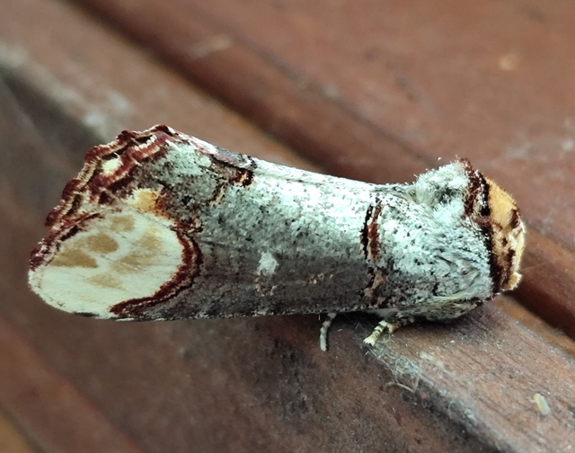 Phalera bucephala - sárgafoltos púposszövő