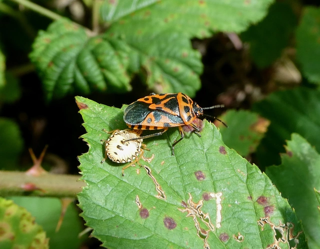 Eurydema ventralis - káposztapoloska Eurydema ventralis - káposztapoloska
