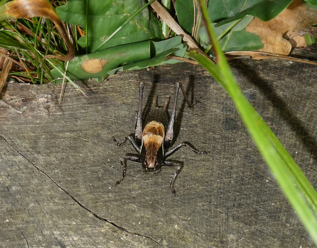 Pholidoptera aptera - nagy avarszöcske