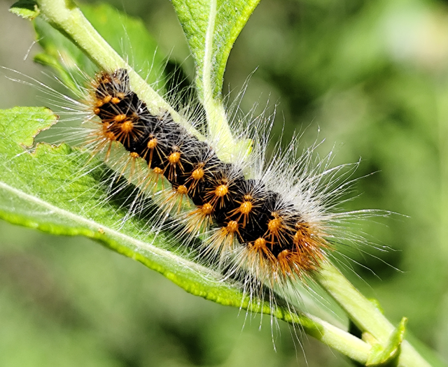 Acronicta auricoma - aranyos szigonyosbagoly