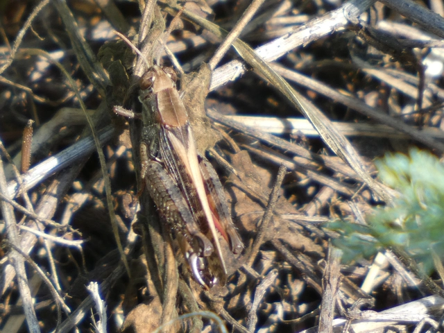 Calliptamus italicus - olaszsáska