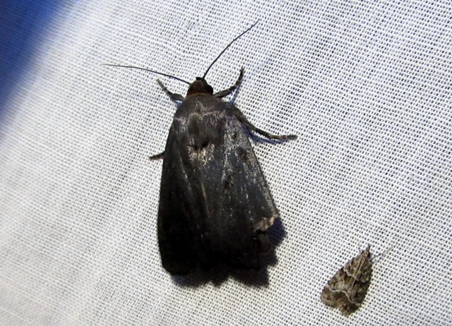 Amphipyra livida - zsírfényű bagoly