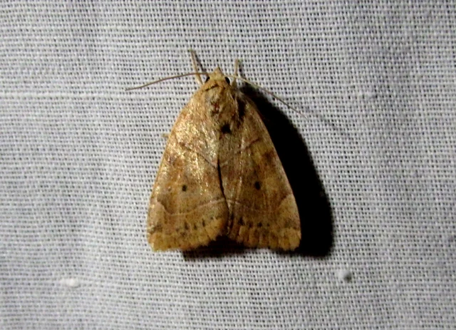Cosmia trapezina - közönséges lombbagoly