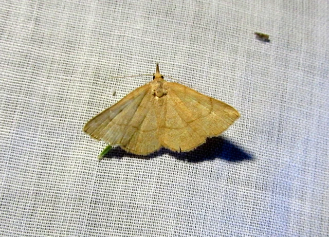 Paracolax tristalis - sárgás karcsúbagoly