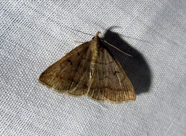 Zanclognatha lunalis - pelyheslábú karcsúbagoly