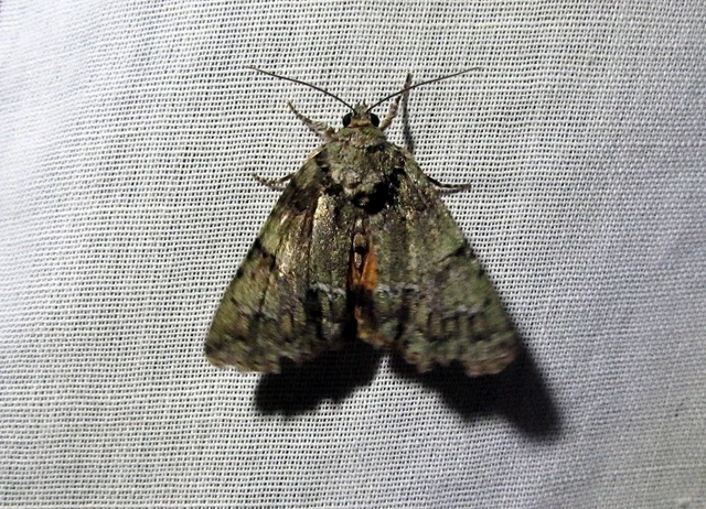 Polyphaenis sericata - selyemfényű erdeibagoly