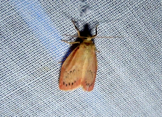 Miltochrista miniata - piros medvelepke