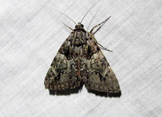 Catocala promissa - kis tölgyfa-övesbagoly