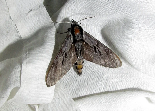 Hyloicus pinastri - fenyőszender