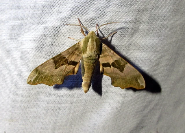 Mimas tiliae - hársfaszender