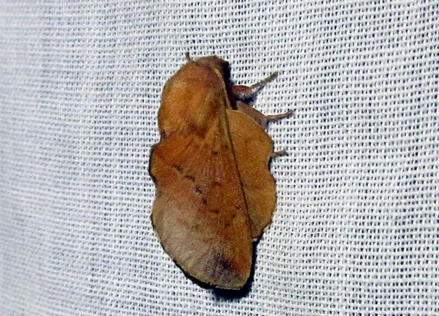 Phyllodesma tremulifolia - nyárlevélpohók
