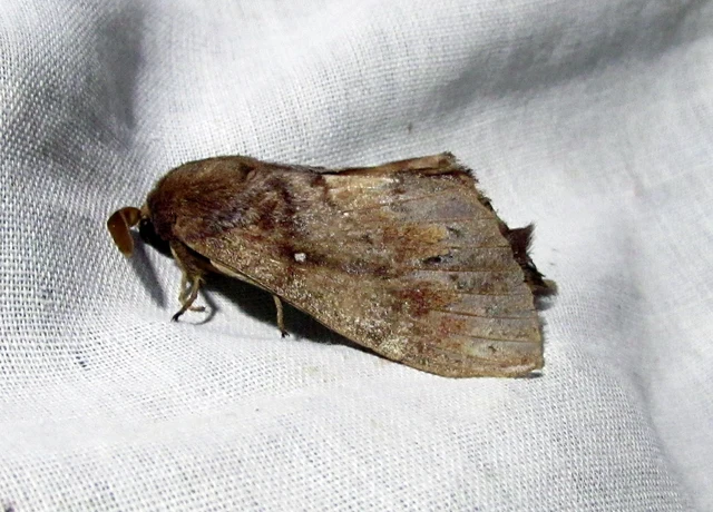 Dendrolimus pini - fenyőpohók