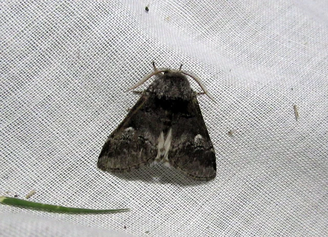 Drymonia querna - tölgyfa-púposszövő