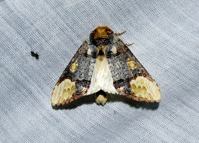 Phalera bucephaloides - magyar púposszövő