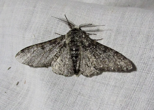 Biston betularia - szürkepettyes araszoló