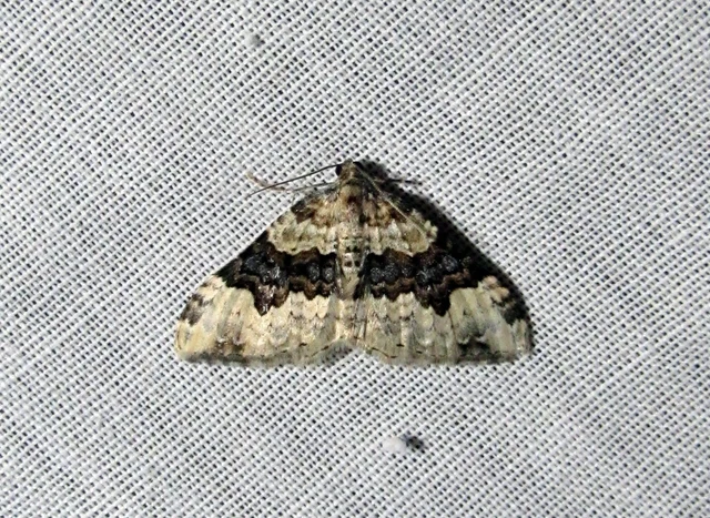 Epirrhoe galiata - sávos galajaraszoló