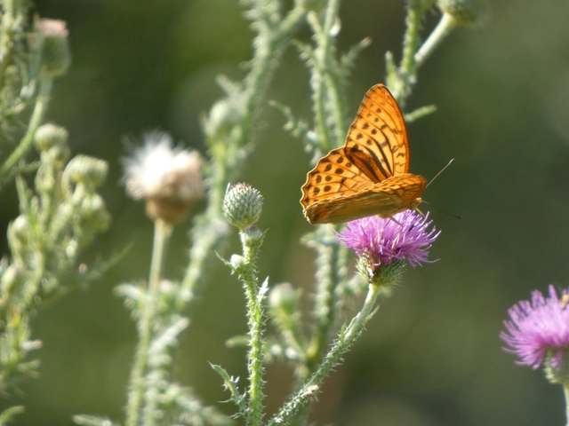 Argynnis paphia - nagy gyöngyházlepke