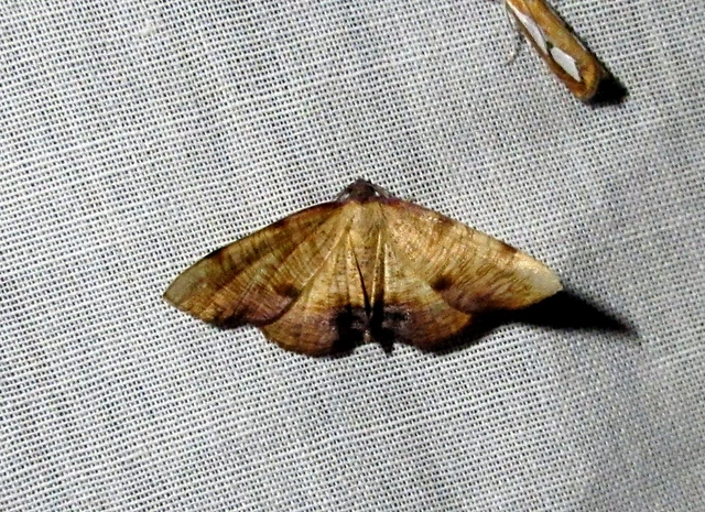 Plagodis dolabraria - baltaszárnyú araszoló