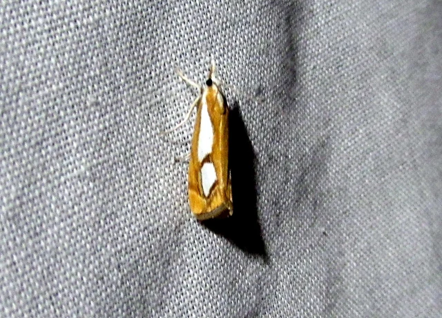 Catoptria pinella - ezüstös fűgyökérmoly