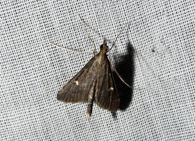 Dolicharthria punctalis - hosszúlábú tűzmoly