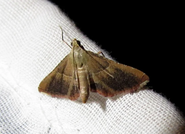 Endotricha flammealis - tüzesszárnyú fényilonca