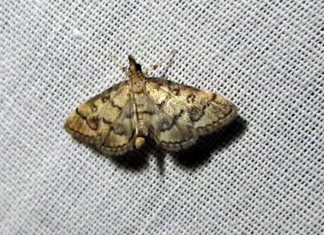 Metasia ophialis - kígyósávos tűzmoly