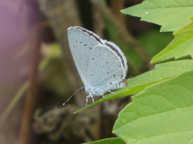 Celastrina argiolus - bengeboglárka