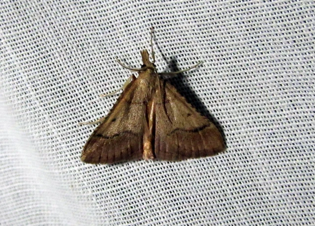 Stemmatophora honestalis - karsztlakó fényilonca