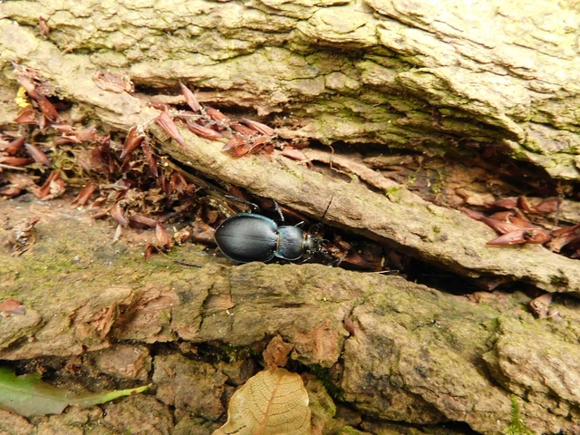 Carabus convexus - selymes futrinka
