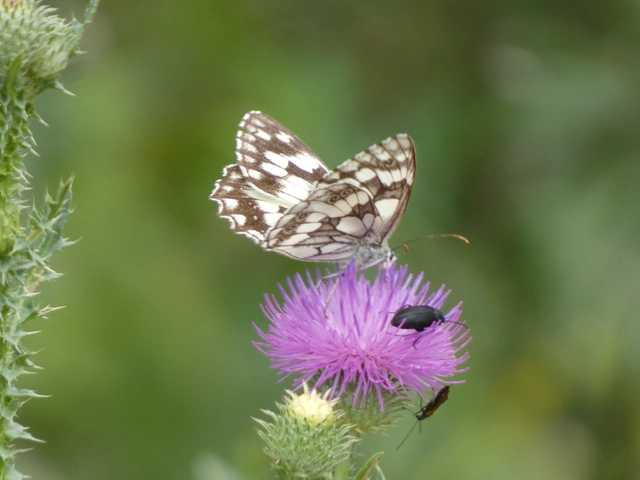 Melanargia galathea - sakktáblalepke