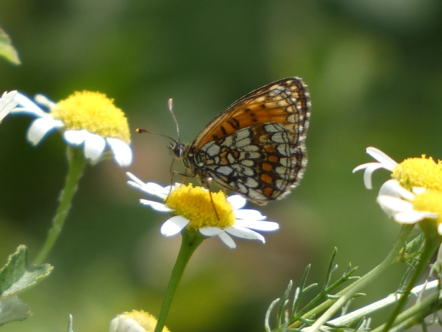 Melitaea athalia - közönséges tarkalepke