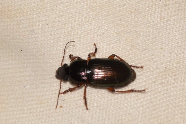 Harpalus affinis - szőrösszárnyú lomhafutó