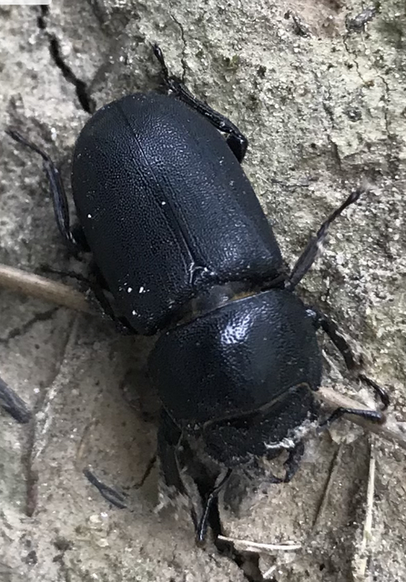 Dorcus parallelipipedus - kis szarvasbogár