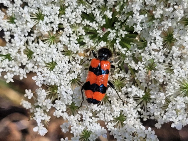 Trichodes apiarius - szalagos méhészbogár