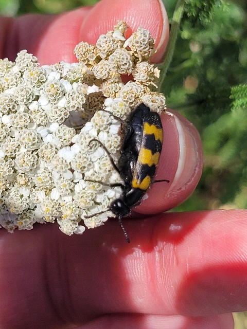 Mylabris variabilis - szalagos hólyaghúzó Mylabris variabilis - szalagos hólyaghúzó