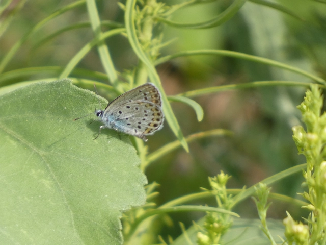 Plebejus argyrognomon - tintakék boglárka
