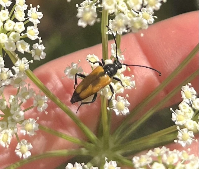 Stictoleptura fulva - vörhenyes virágcincér