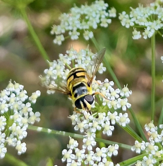 Myathropa florea - halálfejes odúlégy
