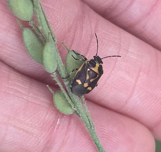 Eurydema oleracea - paréjpoloska Eurydema oleracea - paréjpoloska