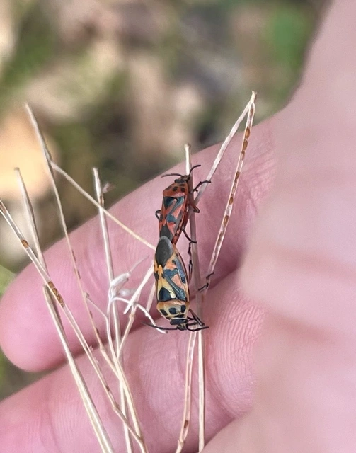 Eurydema ornata - díszespoloska Eurydema ornata - díszespoloska