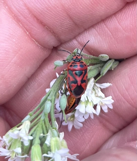 Eurydema ornata - díszespoloska Eurydema ornata - díszespoloska