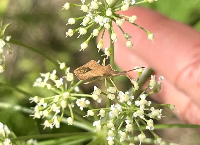 Syromastus rhombeus - vitorlás karimáspoloska